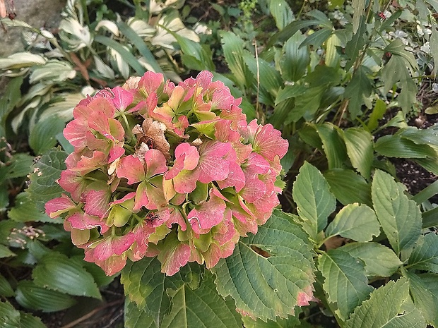 hortenzia Hydrangea sp.