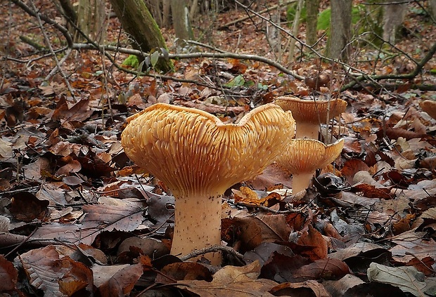 strmuľka veľká Infundibulicybe geotropa (Bull.) Harmaja