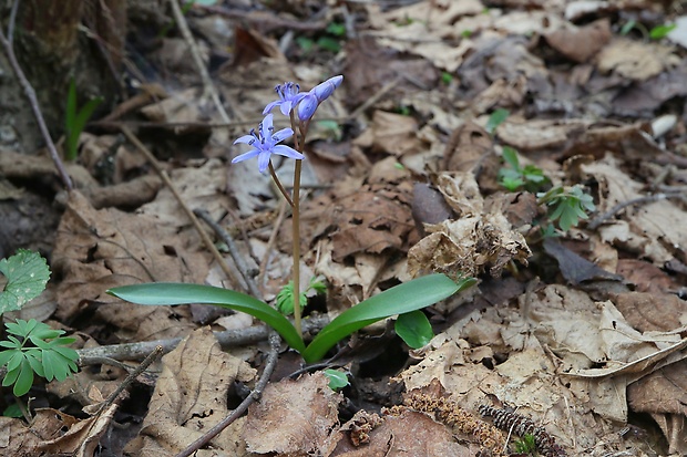 scila dvojlistá Scilla bifolia agg. L.