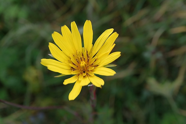 kozobrada lúčna Tragopogon pratensis L.