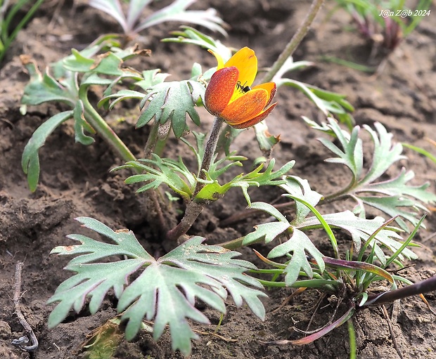 veternica Anemone biflora var. gortschakowii (Kar. & Kir.) Sinno