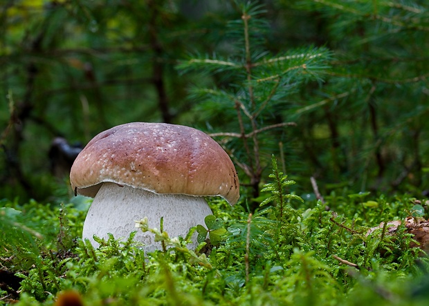 hríb smrekový Boletus edulis Bull.