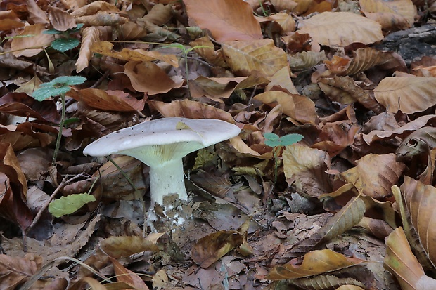 strmuľka inovaťová Clitocybe nebularis (Batsch) P. Kumm.