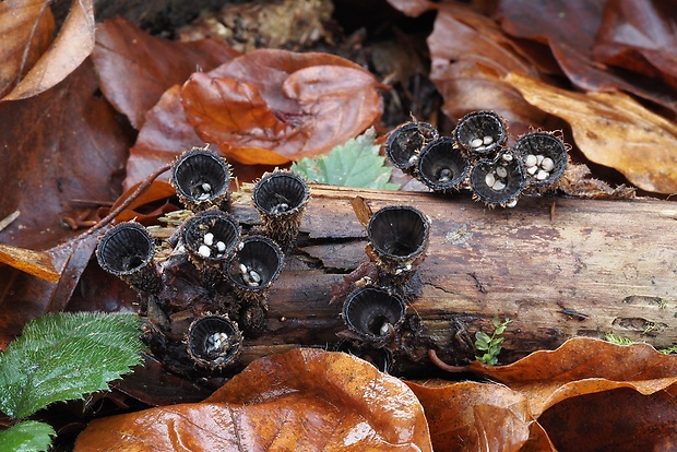 čiaškovec pásikavý Cyathus striatus (Huds.) Willd.