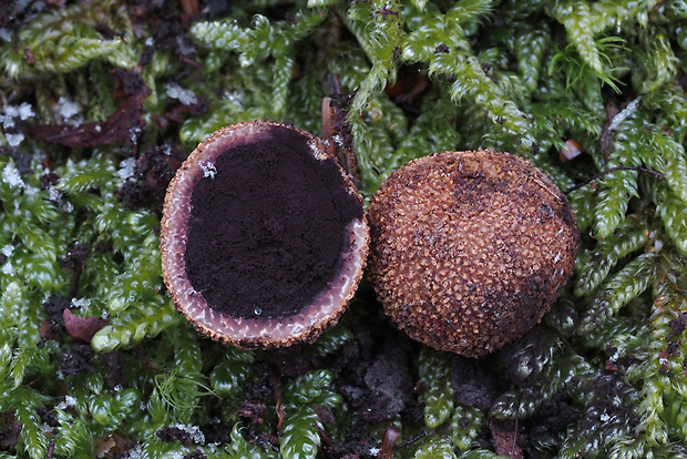 srnka ježatá Elaphomyces muricatus Fr.