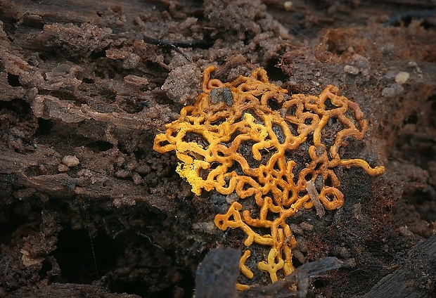 slizovka Hemitrichia serpula (Scop.) Rostaf.