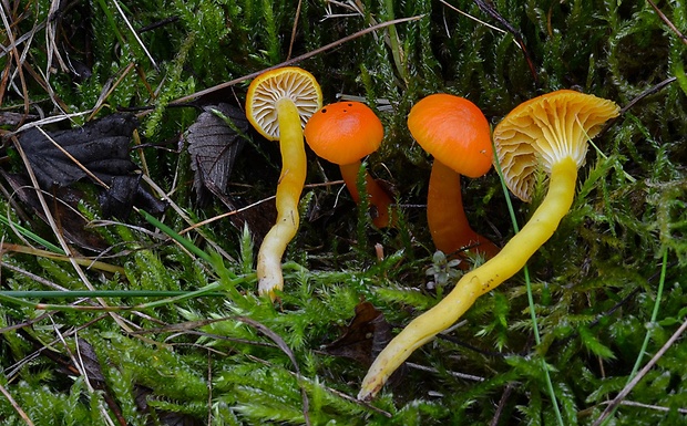 lúčnica Reidova Hygrocybe reidii Kühner