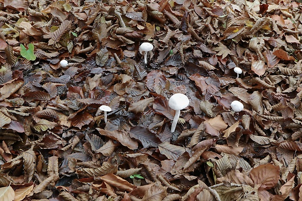 šťavnačka slonovinová Hygrophorus eburneus (Bull.) Fr.