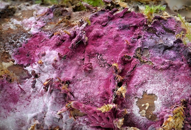 hubožer ružový Hypomyces rosellus (Alb. & Schwein.) Tul. & C. Tul.