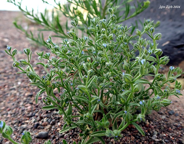 Lappula spinocarpos  (Forssk.) Asch.