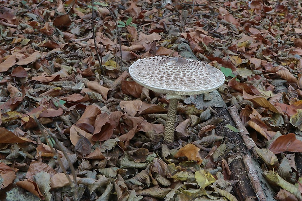 bedľa vysoká Macrolepiota procera (Scop.) Singer