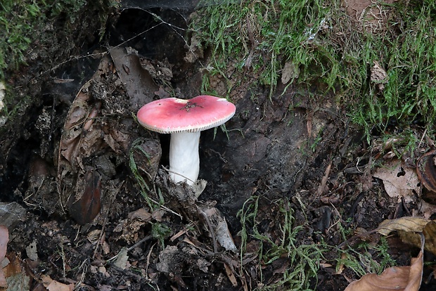 plávka Russula sp.