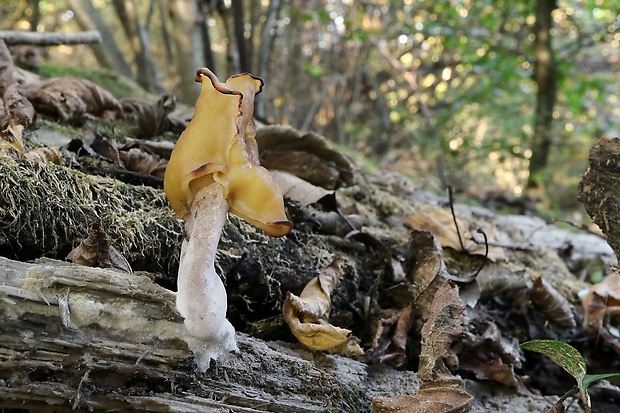 ušiak mitrovitý  Gyromitra infula (Schaeff.) Quél.