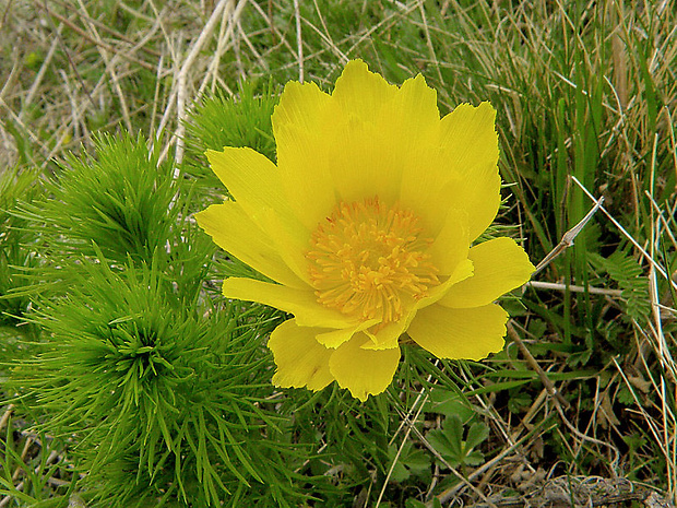 hlaváčik jarný Adonis vernalis L.