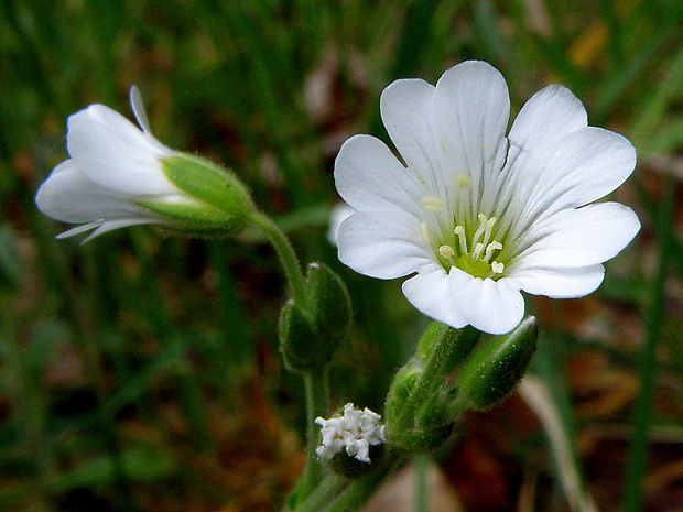 rožec roľný Cerastium arvense L.