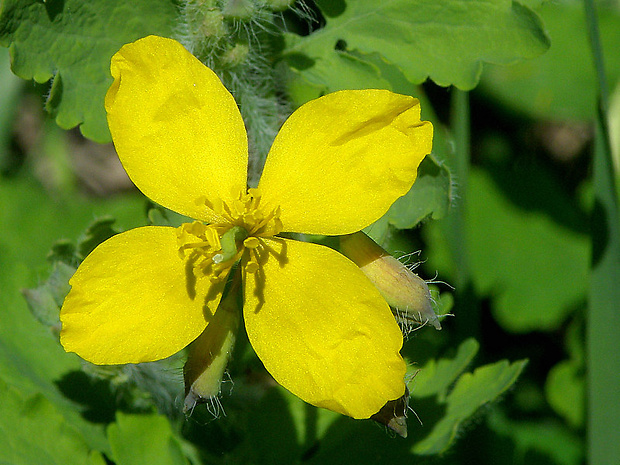 lastovičník väčší Chelidonium majus L.