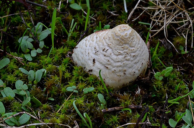 strieška bedľovitá Chlorophyllum agaricoides (Czern.) Vellinga