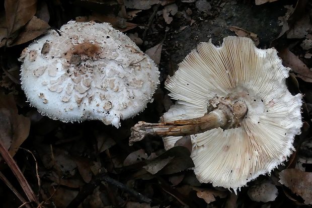 bedľa Chlorophyllum molybdites (G. Mey.) Massee