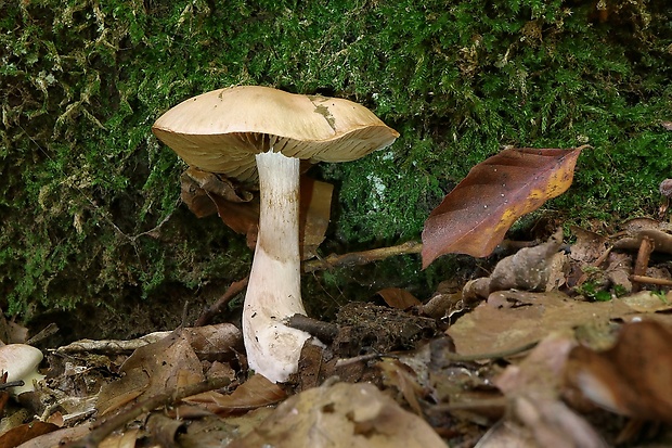 pavučinovec Cortinarius sp.