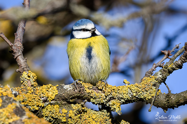 sýkorka belasá Cyanistes caeruleus