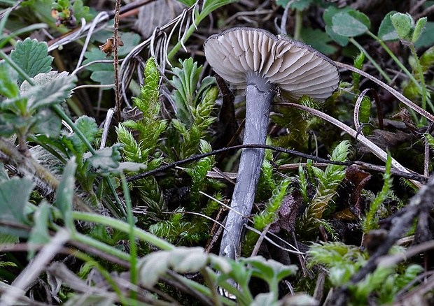 hodvábnica Entoloma asprellum (Fr.) Fayod