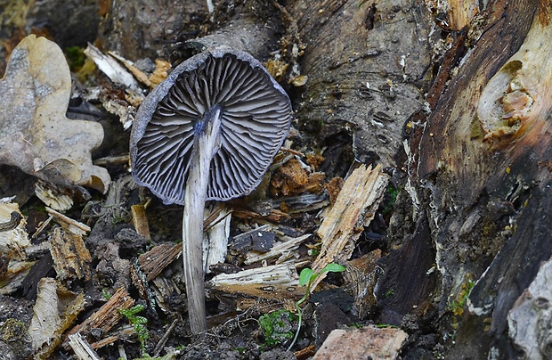 hodvábnica fialovomodrá Entoloma euchroum (Pers.) Donk