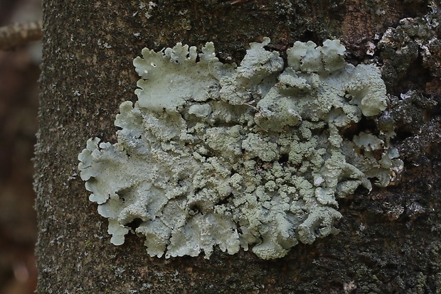 diskovka kučeravá Flavoparmelia caperata (L.) Hale