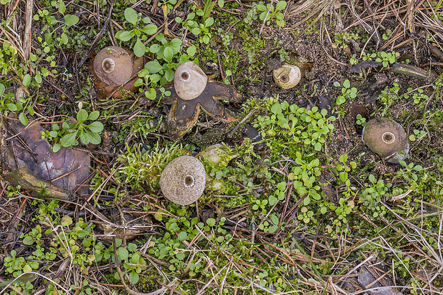 hviezdovka Berkeleyova Geastrum berkeleyi Massee