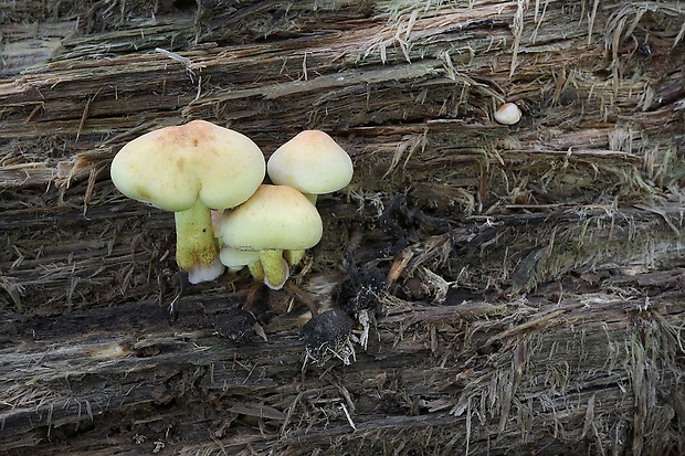 strapcovka zväzkovitá Hypholoma fasciculare (Huds.) P. Kumm.