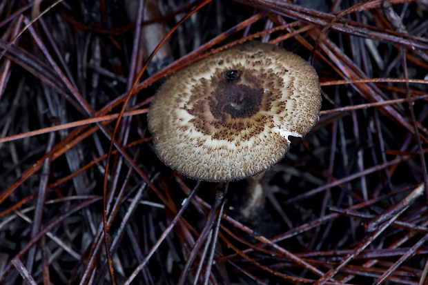 trúdnik Lentinus meridionalis (A. David) Jargeat, Corriol & J.-P. Chaumeton