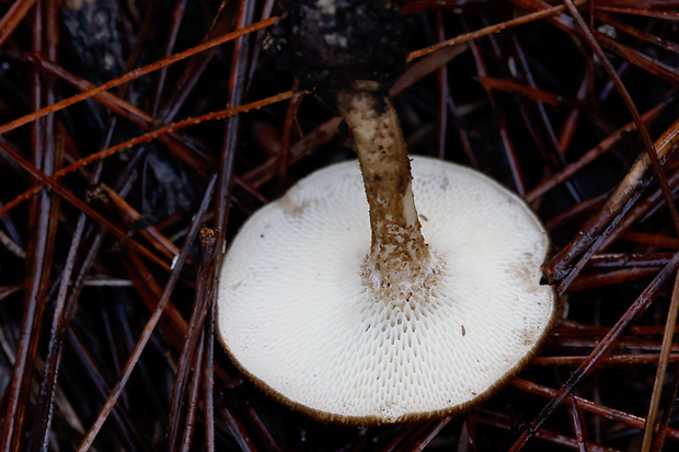 trúdnik Lentinus meridionalis (A. David) Jargeat, Corriol & J.-P. Chaumeton