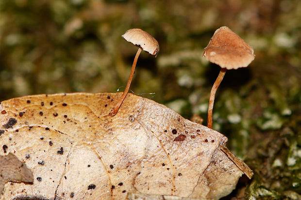 tanečnica Mycetinis virgultorum (Malençon & Bertault) R.H. Petersen