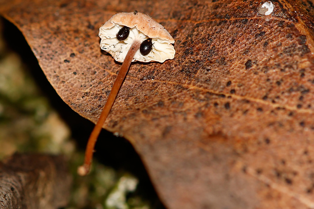 tanečnica Mycetinis virgultorum (Malençon & Bertault) R.H. Petersen