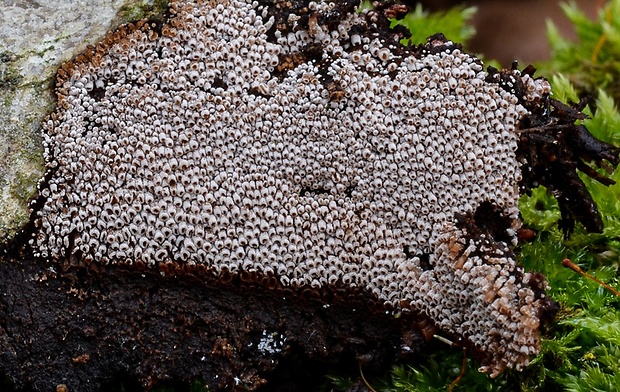 trúbeľka topoľová Phaeosolenia densa (Berk.) W.B. Cooke