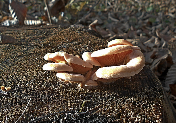 hlivník hniezdovitý Phyllotopsis nidulans (Pers.) Singer