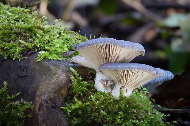 hliva ustricovitá Pleurotus ostreatus (Jacq.) P. Kumm.