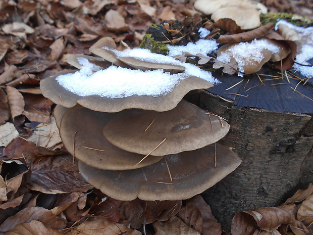 hliva ustricovitá Pleurotus ostreatus (Jacq.) P. Kumm.