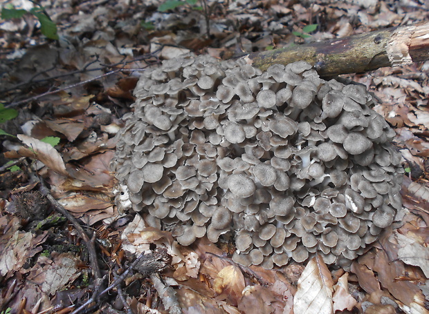 trúdnik klobúčkatý Polyporus umbellatus (Pers.) Fr.