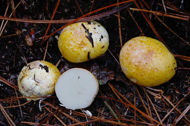 koreňovec žltkastý Rhizopogon luteolus Fr. & Nordholm