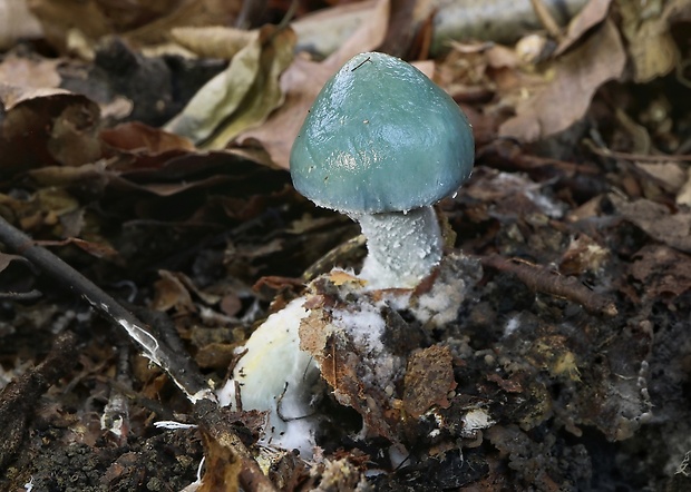 golierovka zelenomodrá Stropharia caerulea Kreisel