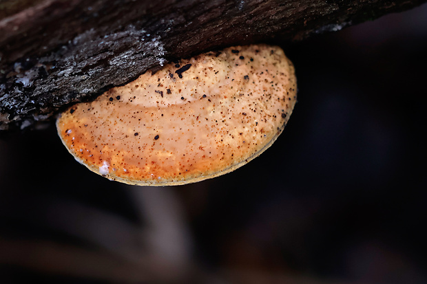 Truncospora atlantica