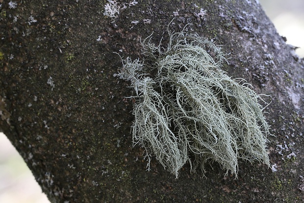 bradatec Usnea sp.