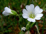 rožec roľný