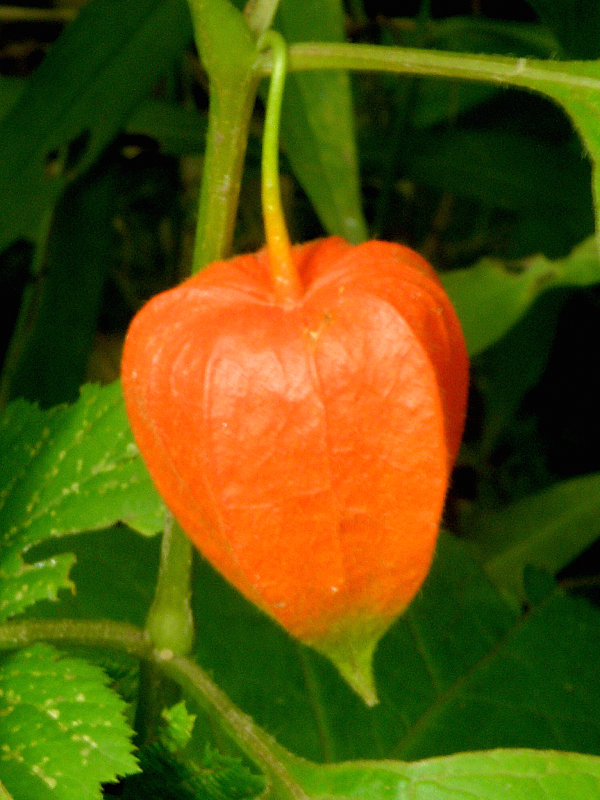 machovka čerešňová Physalis alkekengi L.