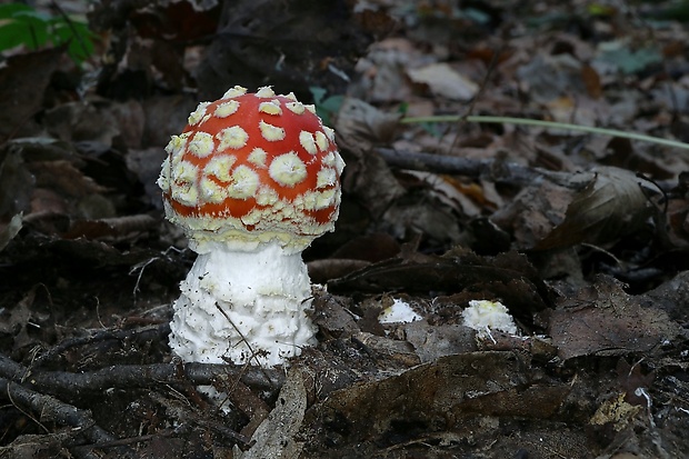 muchotrávka červená Amanita muscaria (L.) Lam.