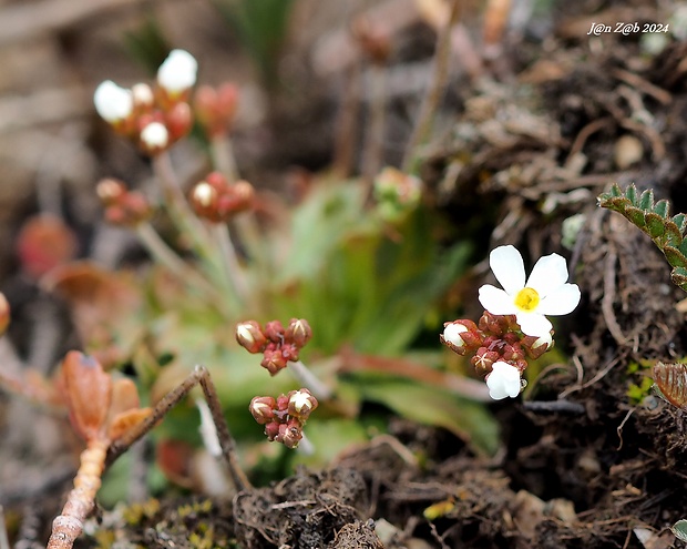 pochybok severný Androsace septentrionalis L.