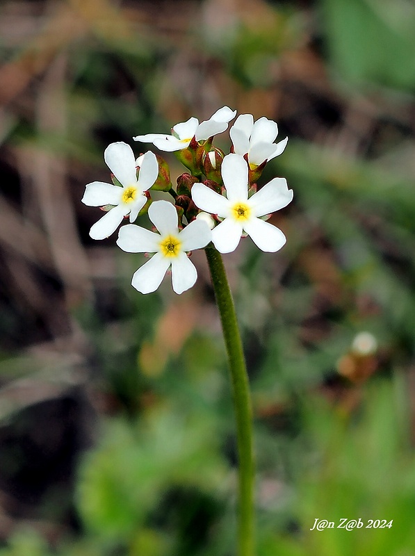 pochybok severný Androsace septentrionalis L.