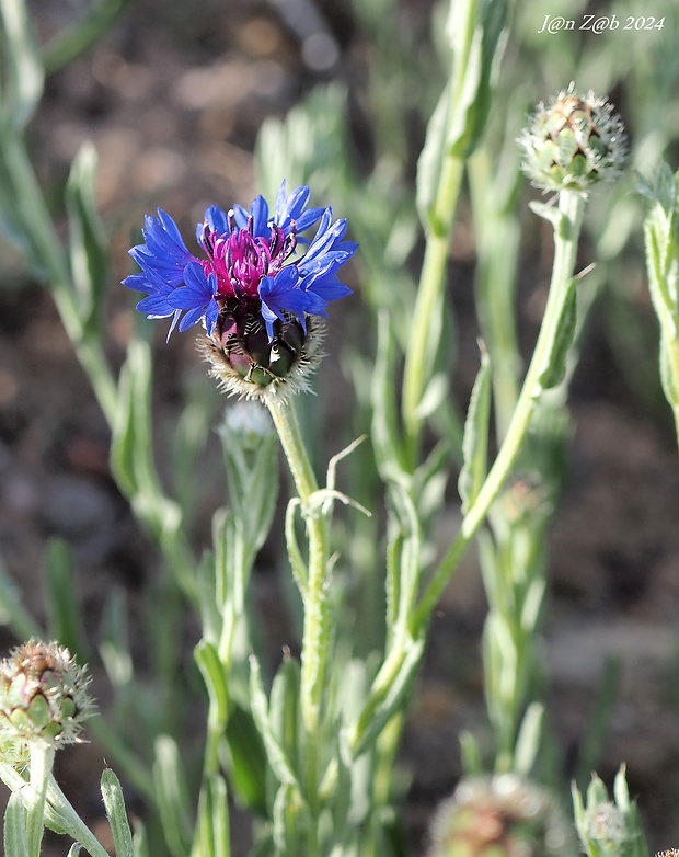 nevädza Centaurea depressa Bieb.