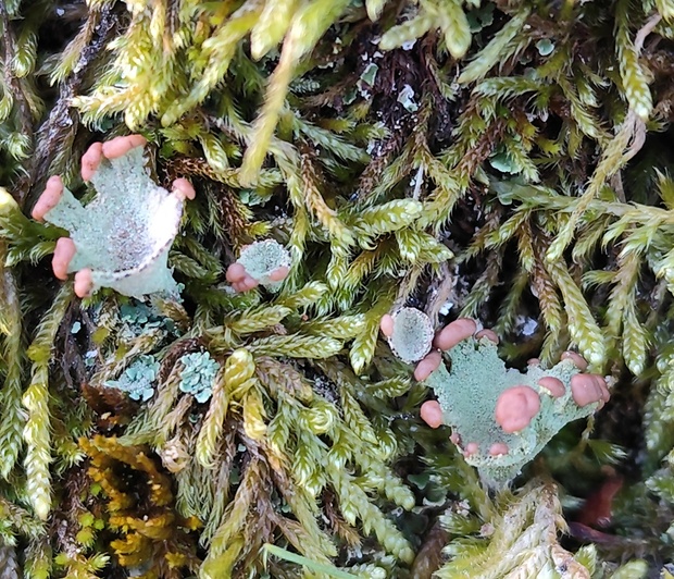 dutohlávka Cladonia sp.