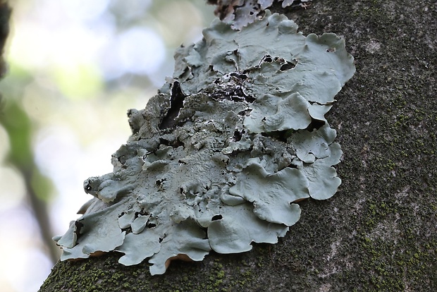 diskovka kučeravá Flavoparmelia caperata (L.) Hale